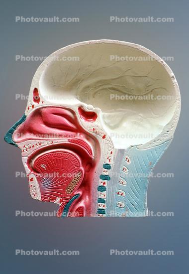 Face, Bone, Skeleton, Skull, Face, Brain, Mouth, Nose, Eyes, Muscles, Throat, Brain Stem