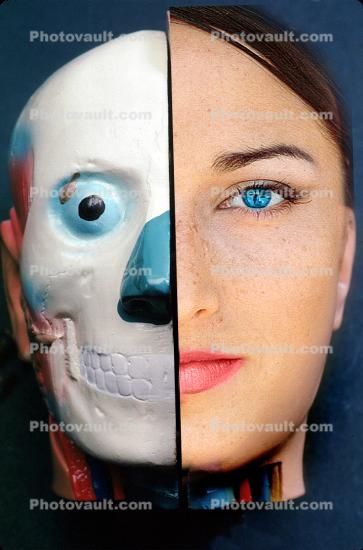 Face, Bone, skeleton, skull