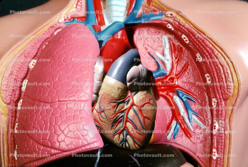 Lungs, Heart