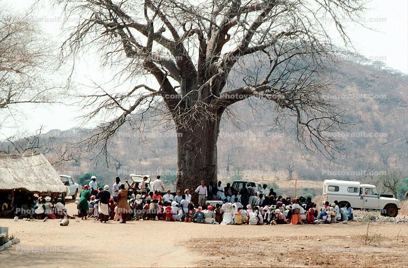 Well Baby Clinic, Baobab Tree, Adansonia, Rushinga