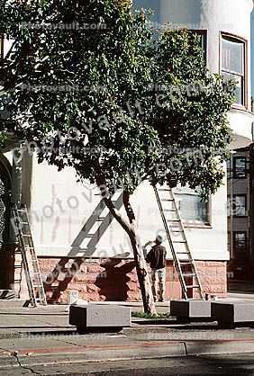 ladder, tree
