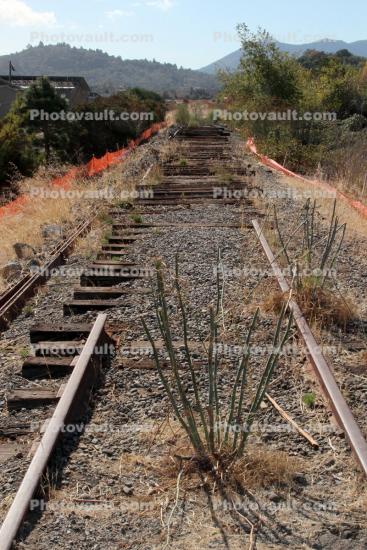Decaying Rail at Galinas Creek, Marin County