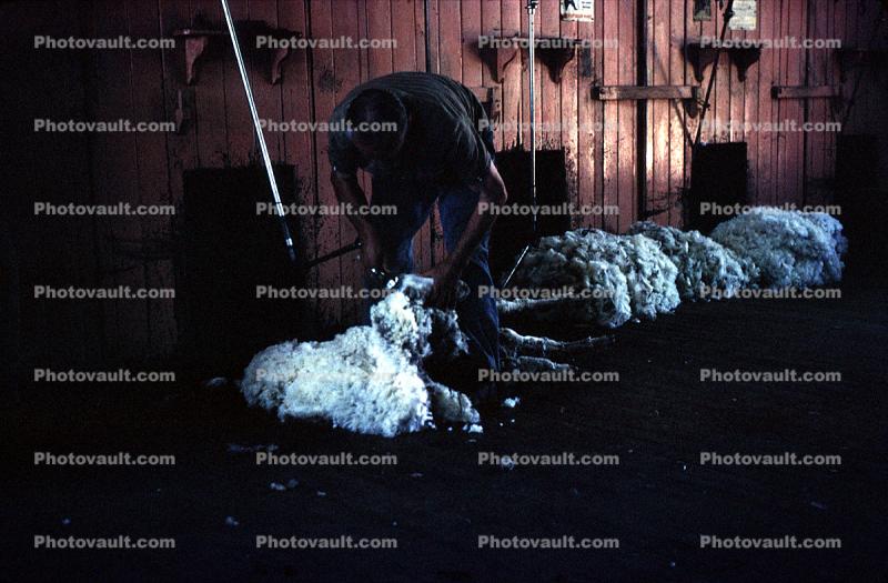 Sheep Shearing, Wool