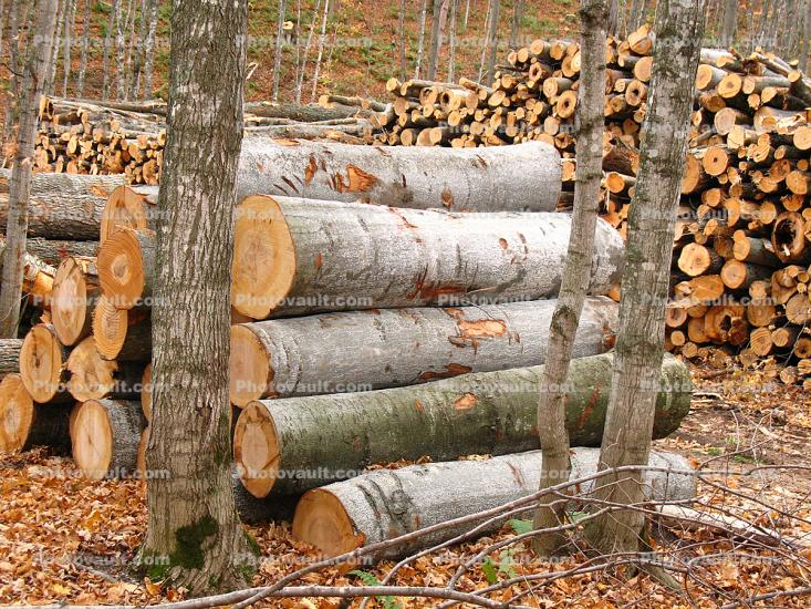 Logs, stacked, stacks, pile, Michigan