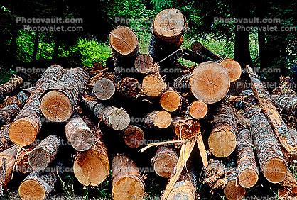 Logs, stacked, stacks, pile, Mt Rainier, Washington
