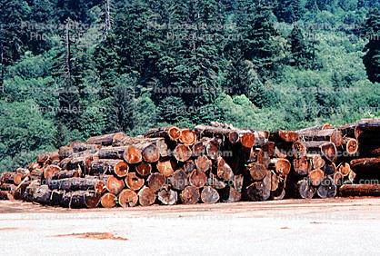 Log Pile, Stack, Renewable Resource, new growth forest