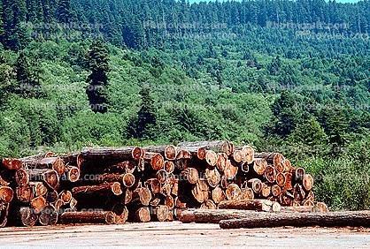Log Pile, Stack, Renewable Resource, new growth forest