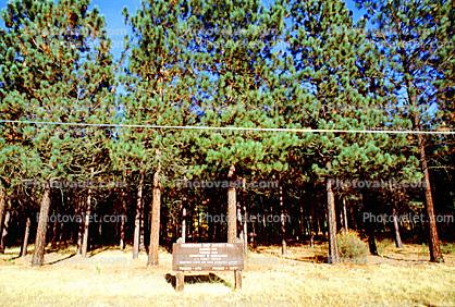 Ponderosa Pine, Farm, Forest, Renewable Resource