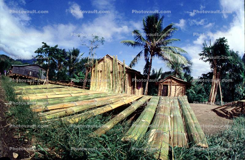 Bamboo Logs, palm trees, building