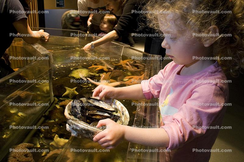 Girl playing with Sea Life, touch tank, hands-on, aquarium, sealife, starfish, clams, abalone, hands-on exhibit, touch