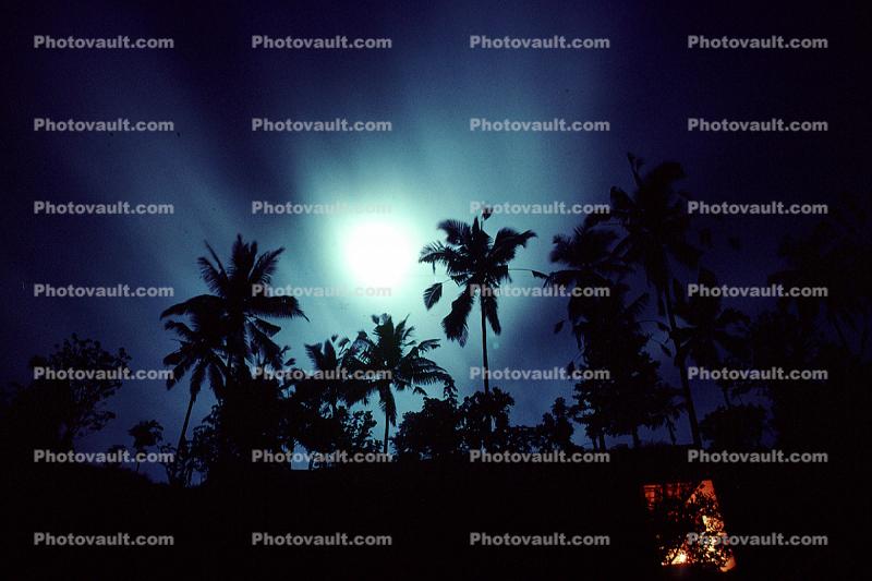 Night, Moon, Palm Trees, Hills