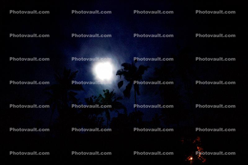 Night, Moon, Palm Trees, Hills