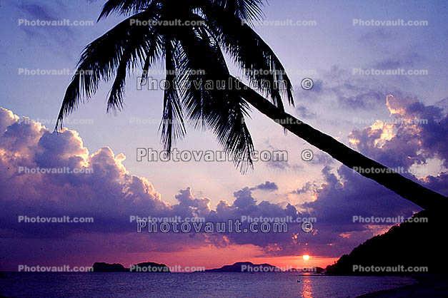 Sunset, Palm Tree, beach, clouds
