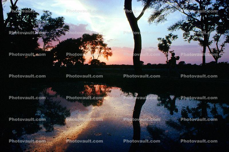 River, Tree, Reflection, water