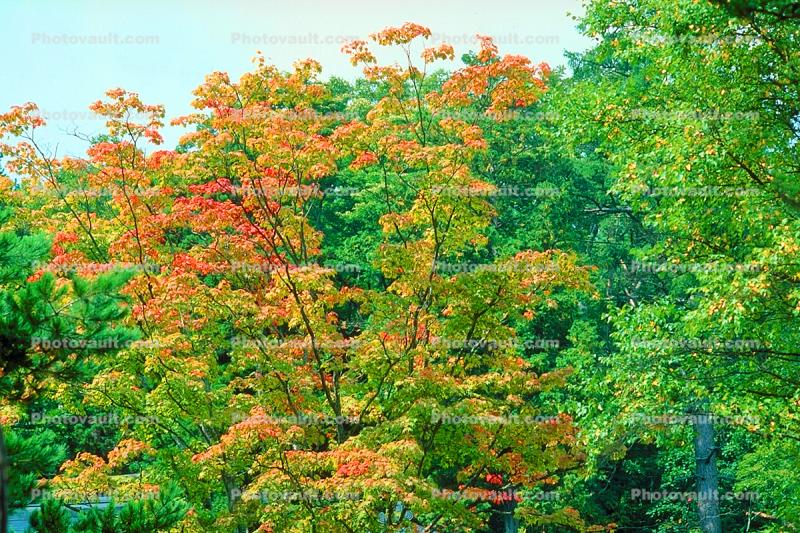 fall colors, Autumn, Trees, Vegetation, Flora, Plants, Colorful, Beautiful, Magical, Woods, Forest, Exterior, Outdoors, Outside, Bucolic, Rural, peaceful, Nikko