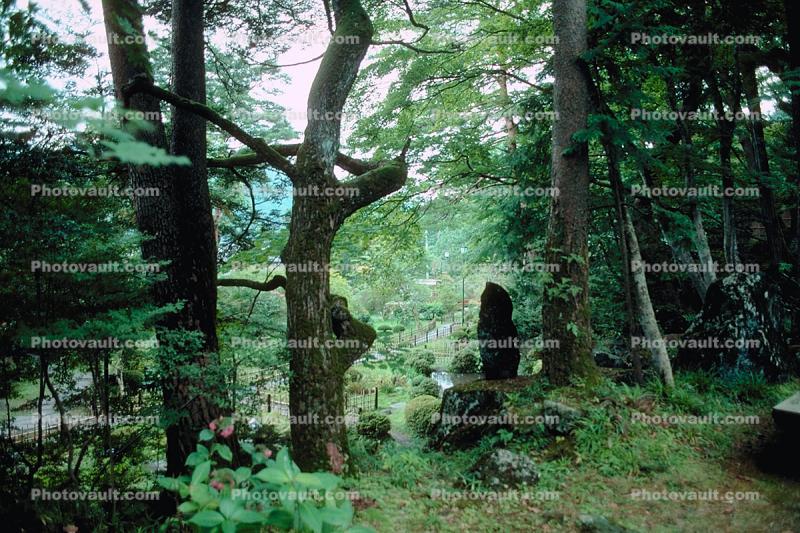 Trees, Forest, Nikko