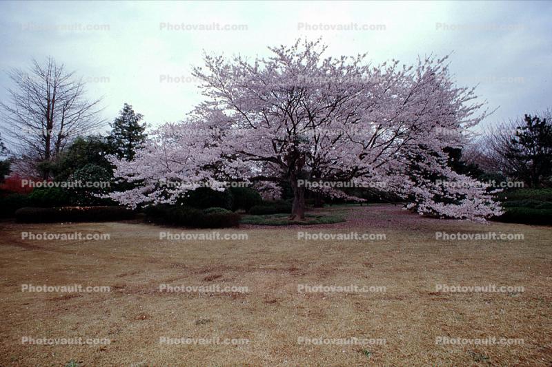 Cherry Tree, blossoms
