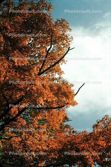 Maple Trees, Nikko, autumn