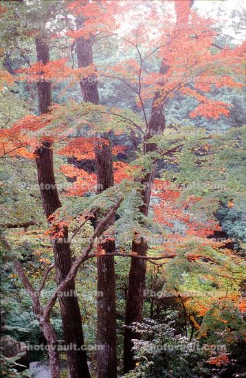 Trees, Forest, Woodlands, Autumn, Fall Colors