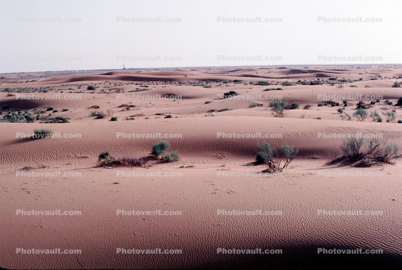 Sand Dunes, plants, Desert, Barren Landscape, Saudi Arabia