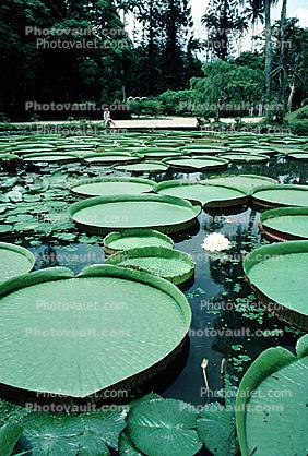 toadstools, broad leaved plant, Giant Lily Pads, Victoria water-lilies, Angiosperm