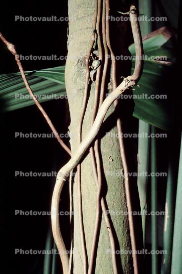 Rubber Tree, (Hevea brasiliensis), Plantae, Malpighiales, latex