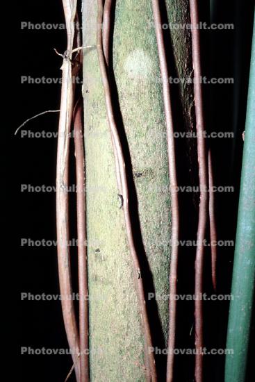 Rubber Tree, (Hevea brasiliensis)