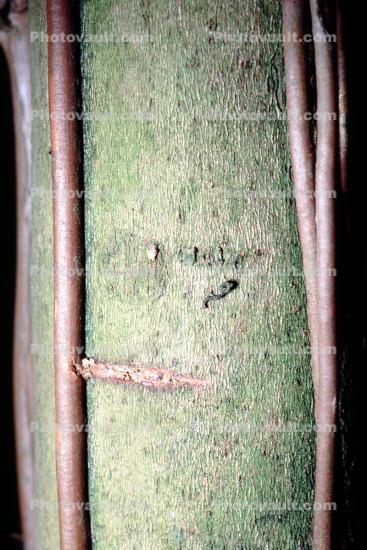 Rubber Tree, (Hevea brasiliensis)