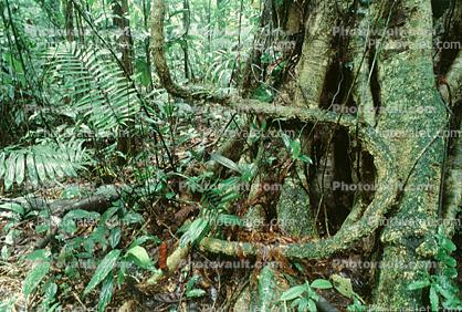 Rain Forest, Tree Root, trunk, Jungle, verdant