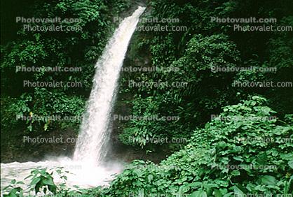 Rain Forest, Jungle, verdant, Waterfall