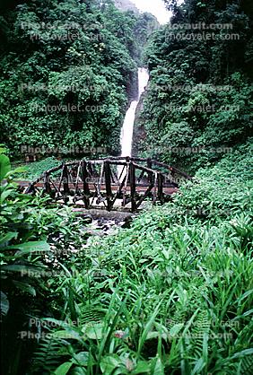 Rain Forest, Waterfall
