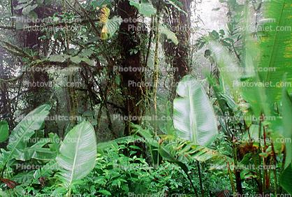 Rain Forest, Jungle, verdant