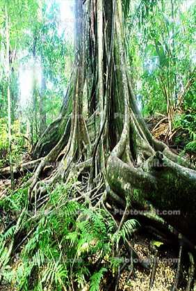 Rain Forest, Jungle, tree root