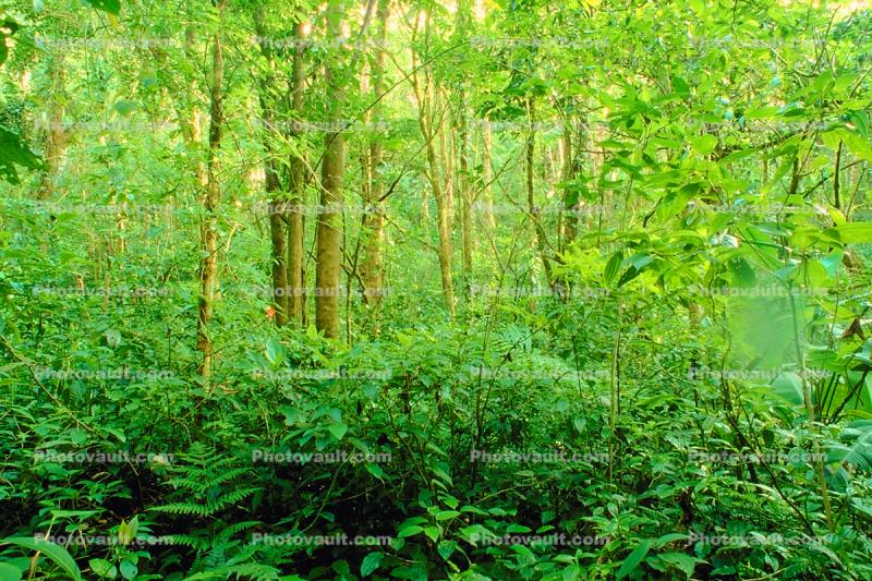 Rain Forest, Jungle, tree root