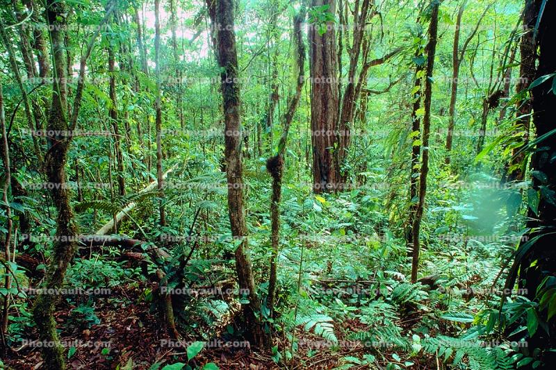Rain Forest, Jungle, trees