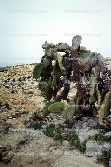 Cactus Forest, rocks