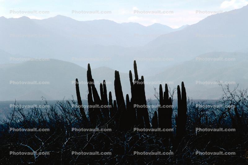 Mountain Range, Sierra de la Laguna, Baja California Sur