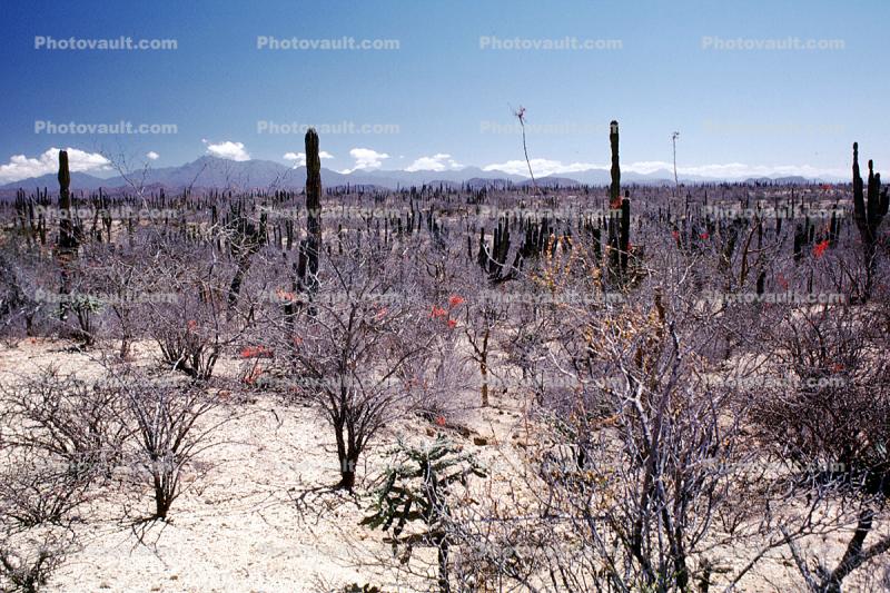 desert, shrub, cactus, Dierra de la Laguna, Baja California Sur, Dirt, soil
