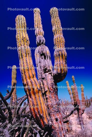desert, shrub, cactus, Dierra de la Laguna, Baja California Sur