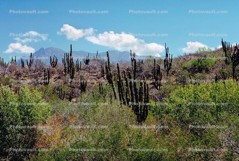 desert, shrub, cactus, Dierra de la Laguna, Baja California Sur