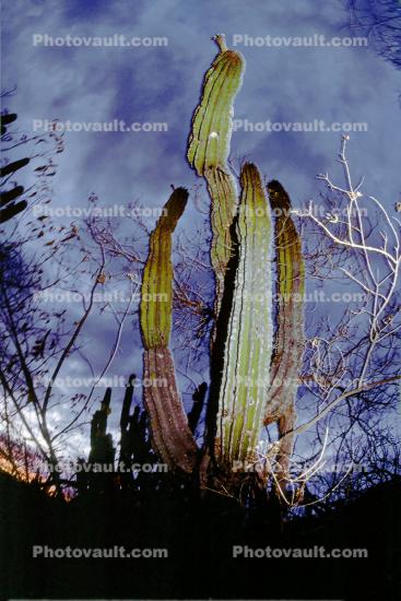 desert, night, cactus, Dierra de la Laguna, Baja California Sur