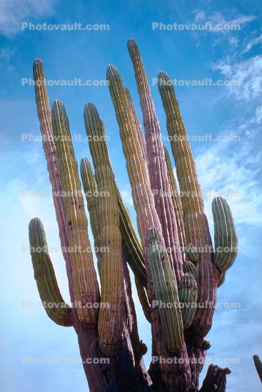 Cardon Cactus, Calvina, Baja California Norte