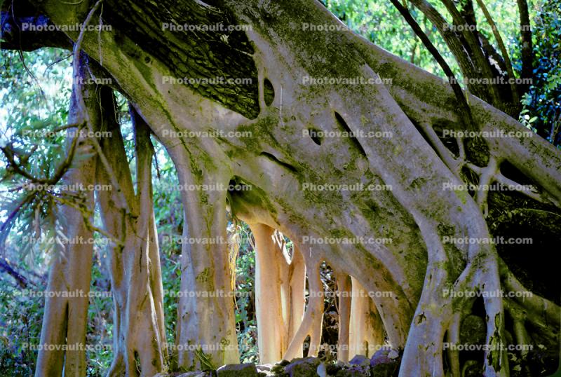 (Ficus insipida), a kind of giant wild fig tree, Roots, Tepoztlan, Moraceae