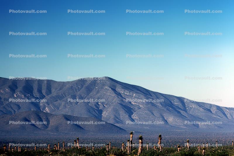 Dry Landscape, Mountain Range, desert, cactus stubs