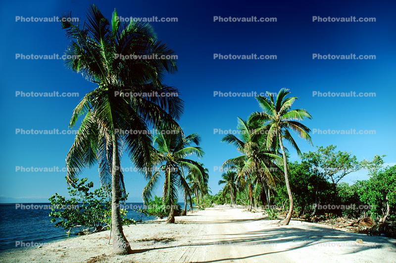 palm tree, tree lined road, sand, beach, ocean