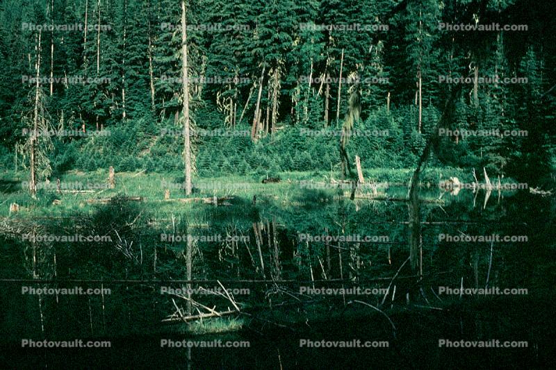 Lake, woodland, reflection, water