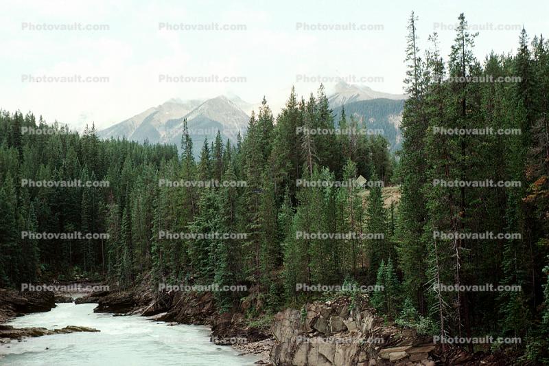 turbulent water, river, stream, creek, whitewater, trees, forest