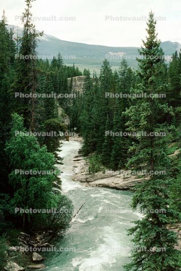 whitewater, river, trees, woodland, forest, rapids, turbulent