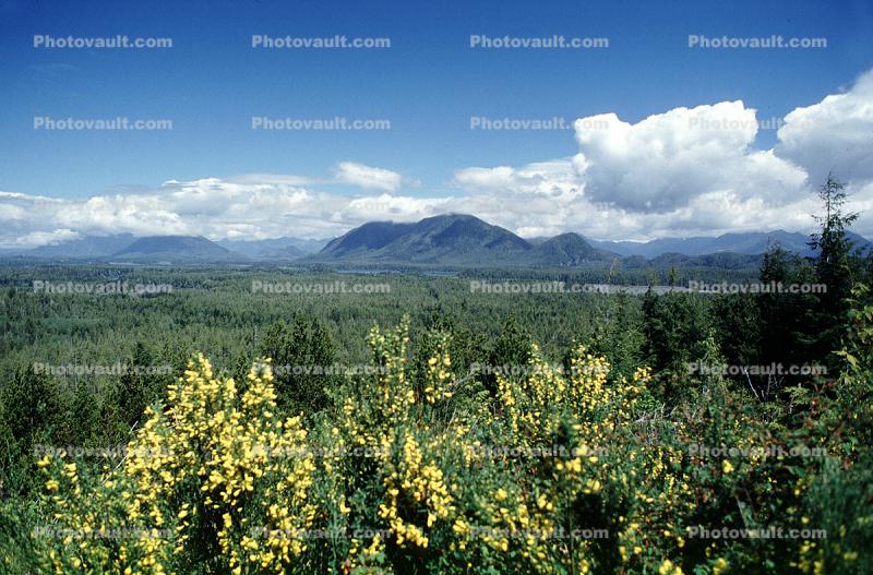Woodlands, Flowers, clouds, lake, mountains