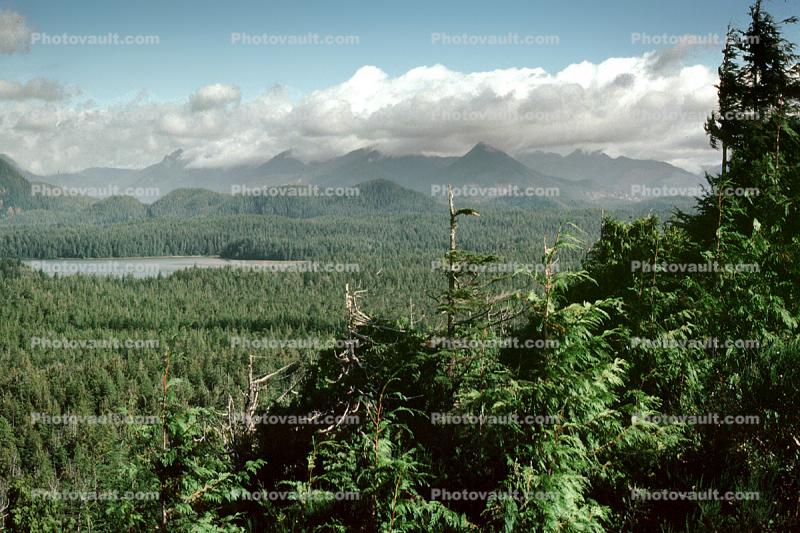 Mountains, Thick Forest, woodlands, lake, water, Pacific Rim National Park